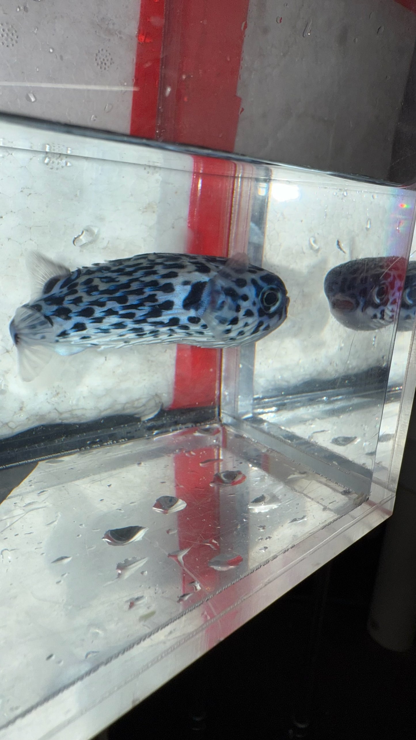 Pelagic Porcupine Puffer | Diodon eydouxii (2-3")
