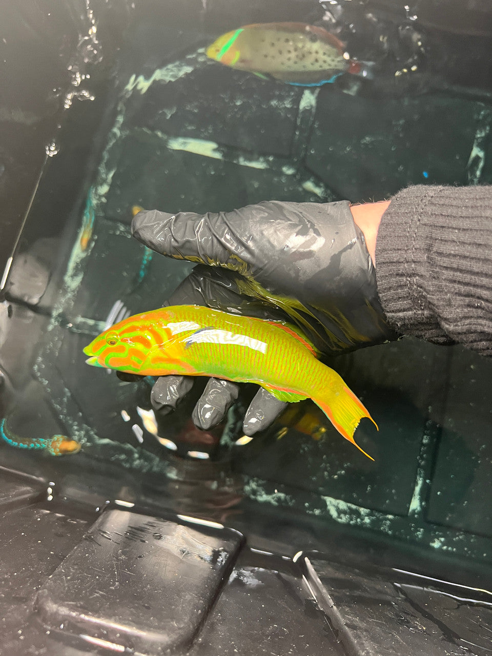 Banana Wrasse-7" male (Fiji)