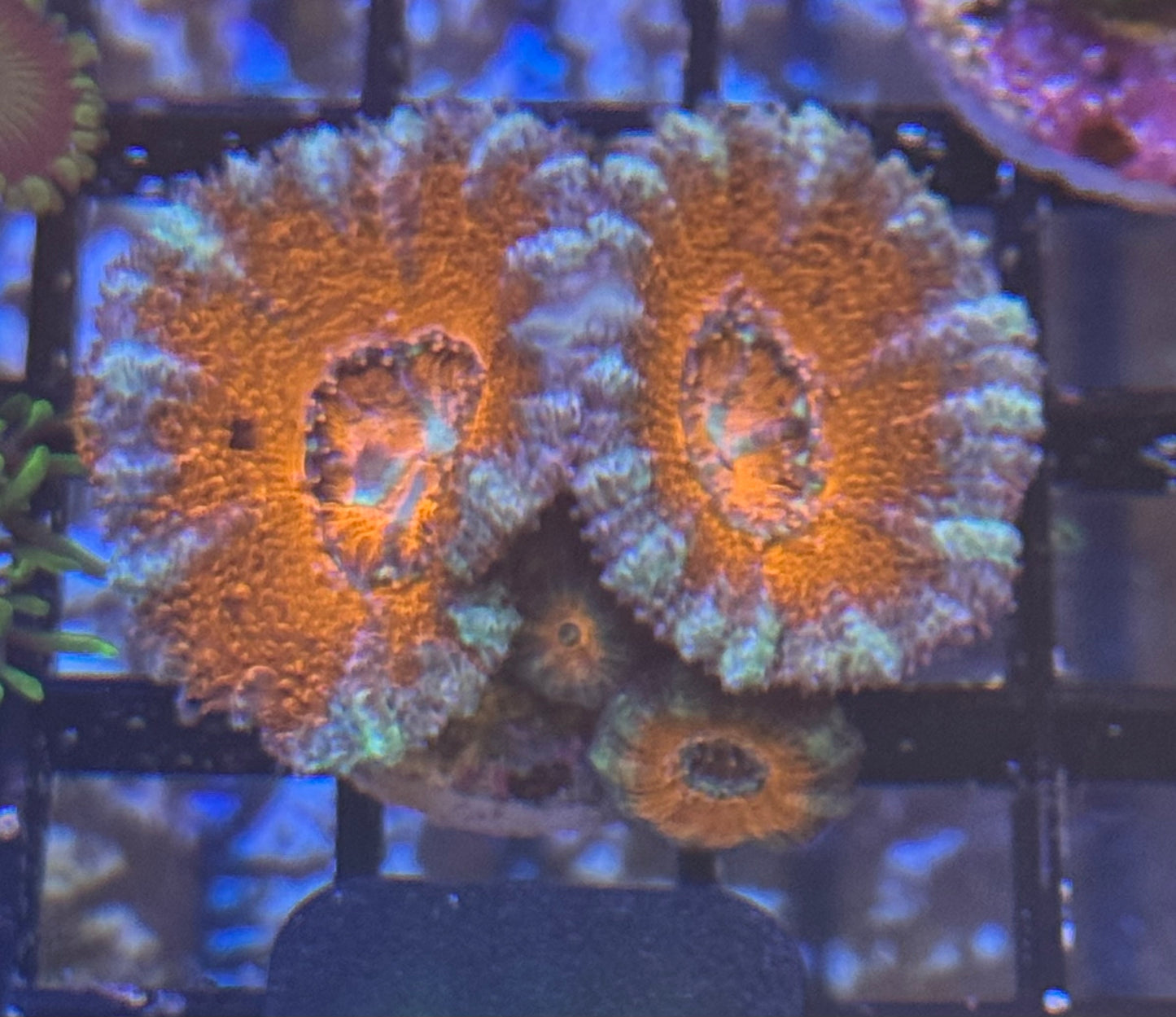 Micromusa Frag (A13) WYSIWYG