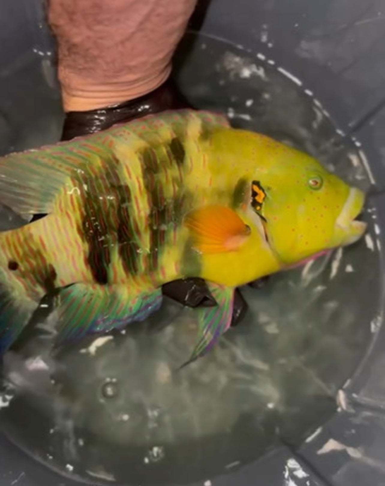 Broomtail Wrasse (Red Sea) | Cheilinus lunulatus -12"