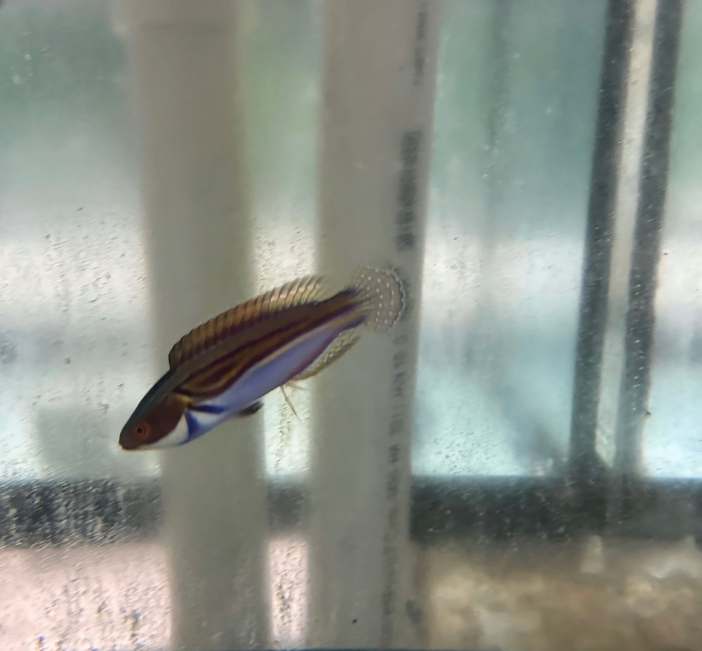 Labouti Wrasse-5” Supermale (WYSWYG #2)