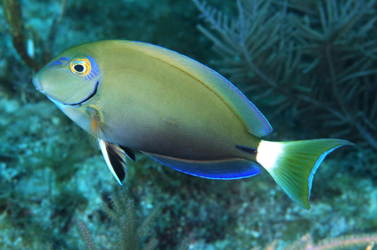 Ocean surgeon | Acanthurus bahianus , (3”)