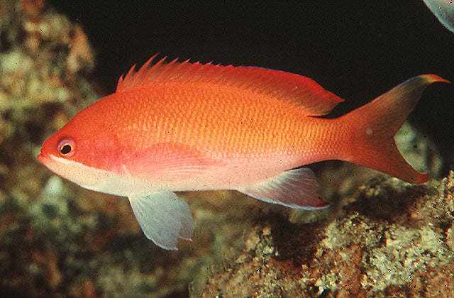 Red Sea Broadstriped Anthias | Pseudanthias taeniatus (Female)