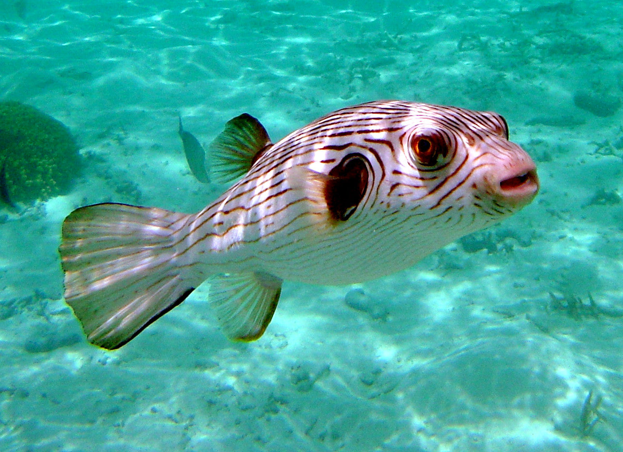 Narrow-Lined Puffer, Arothron manilensis (3-4")