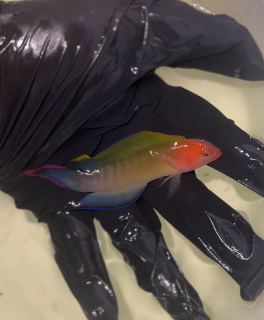 Multicolour Dottyback - Ogilbyina novaehollandiae