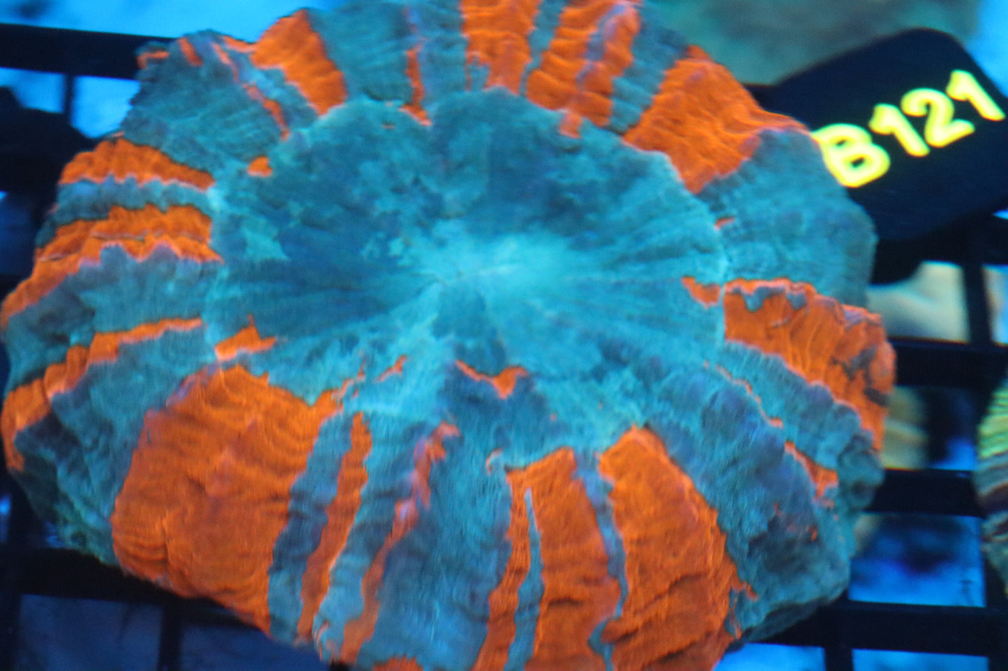 Green & Orange Acantho (B121)
