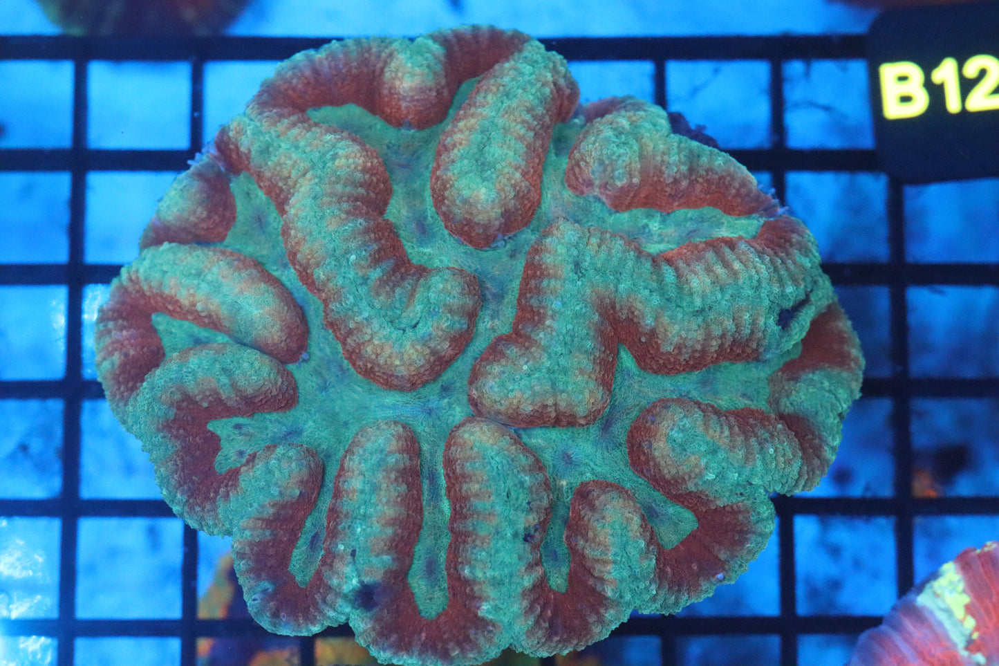 Symphyllia Brain WYSIWYG (B122)