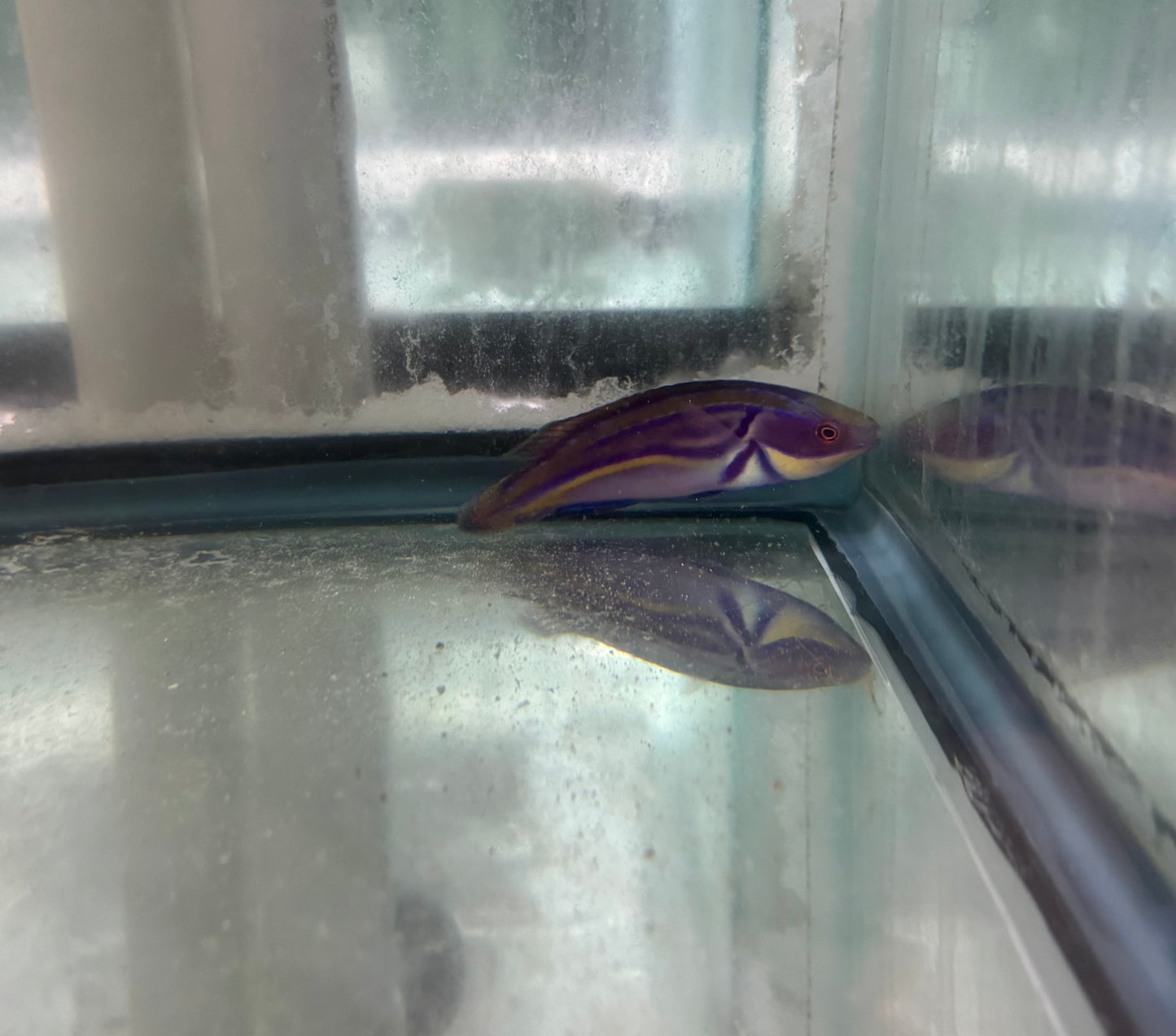 Labouti Wrasse-5” Supermale (WYSWYG #3)