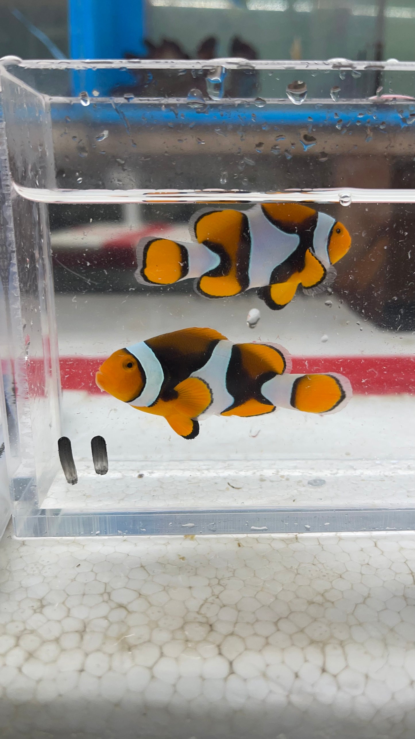 True Percula Clownfish-super black pair (WYSIWYG #11)