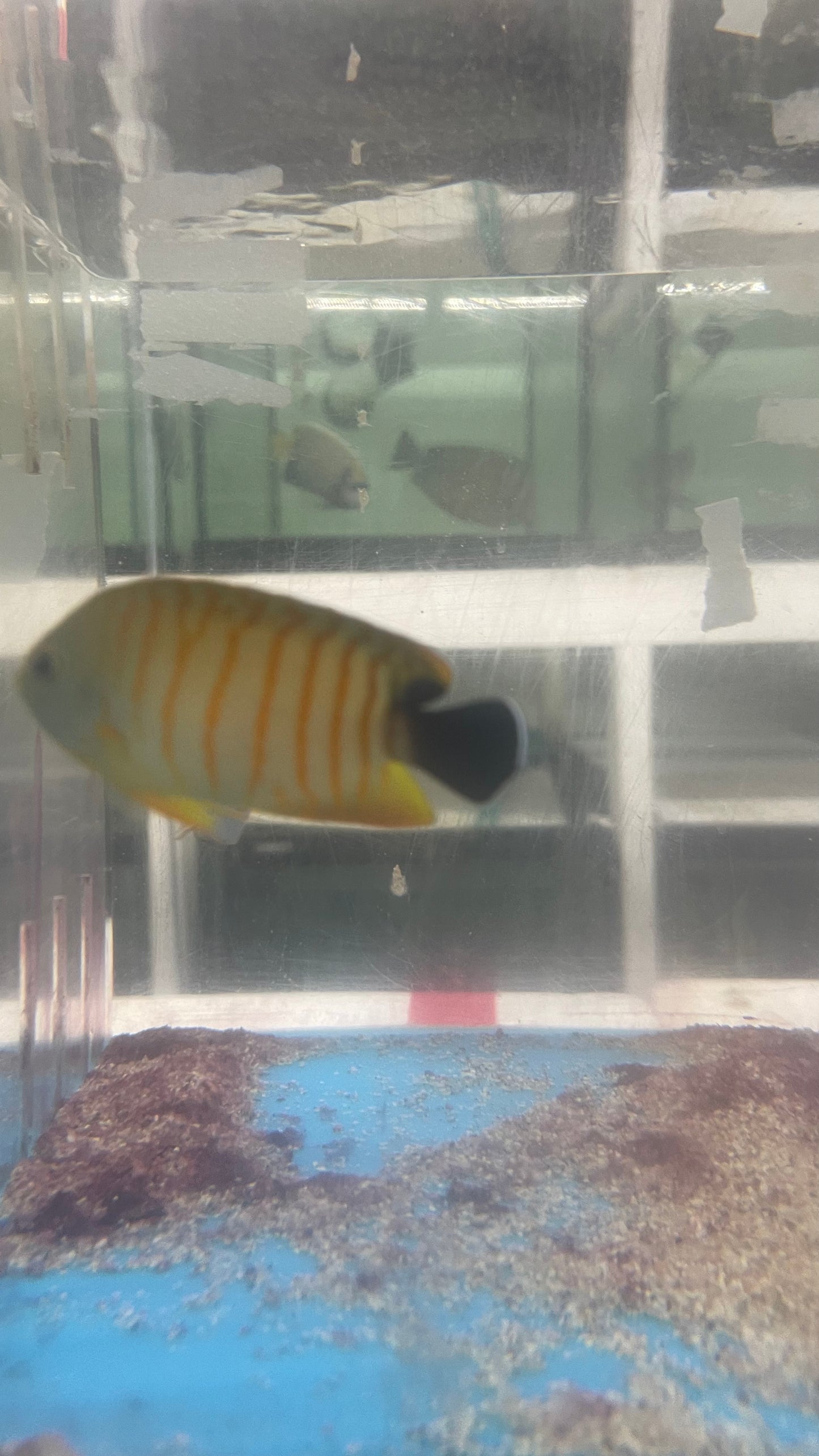 Hybrid Eibli Tigerpyge Angel (2”)