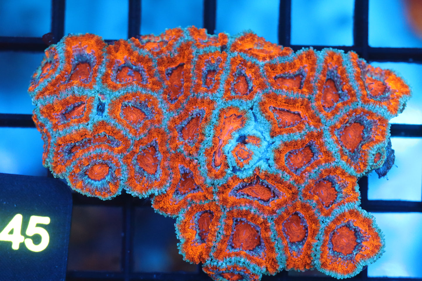 Micromussa Lord Mini Colony (B46)