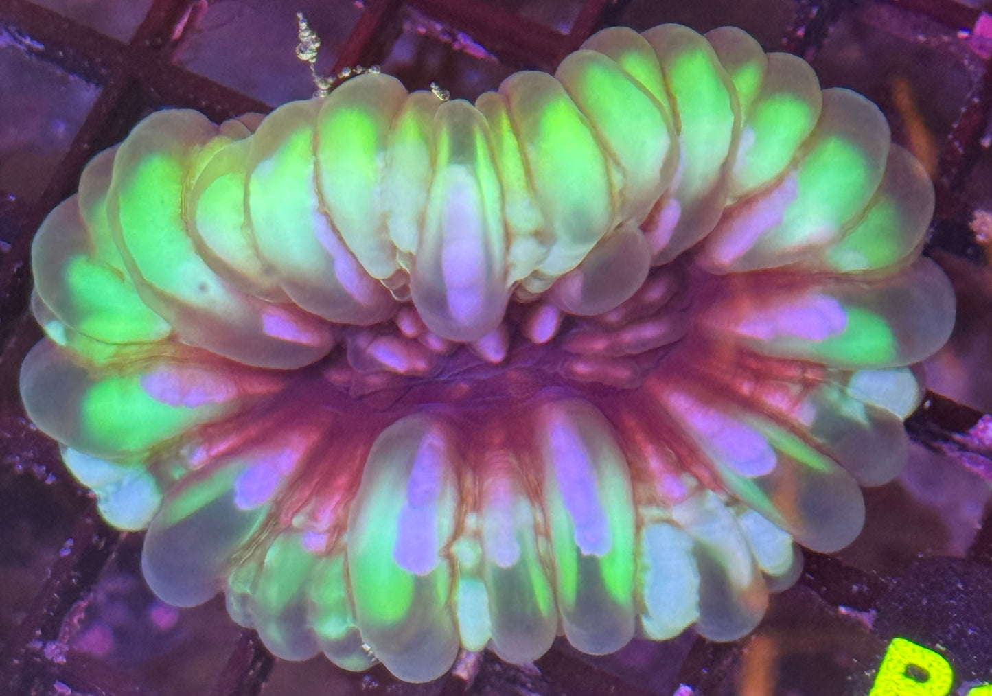 Green Cynarina Coral (B186)