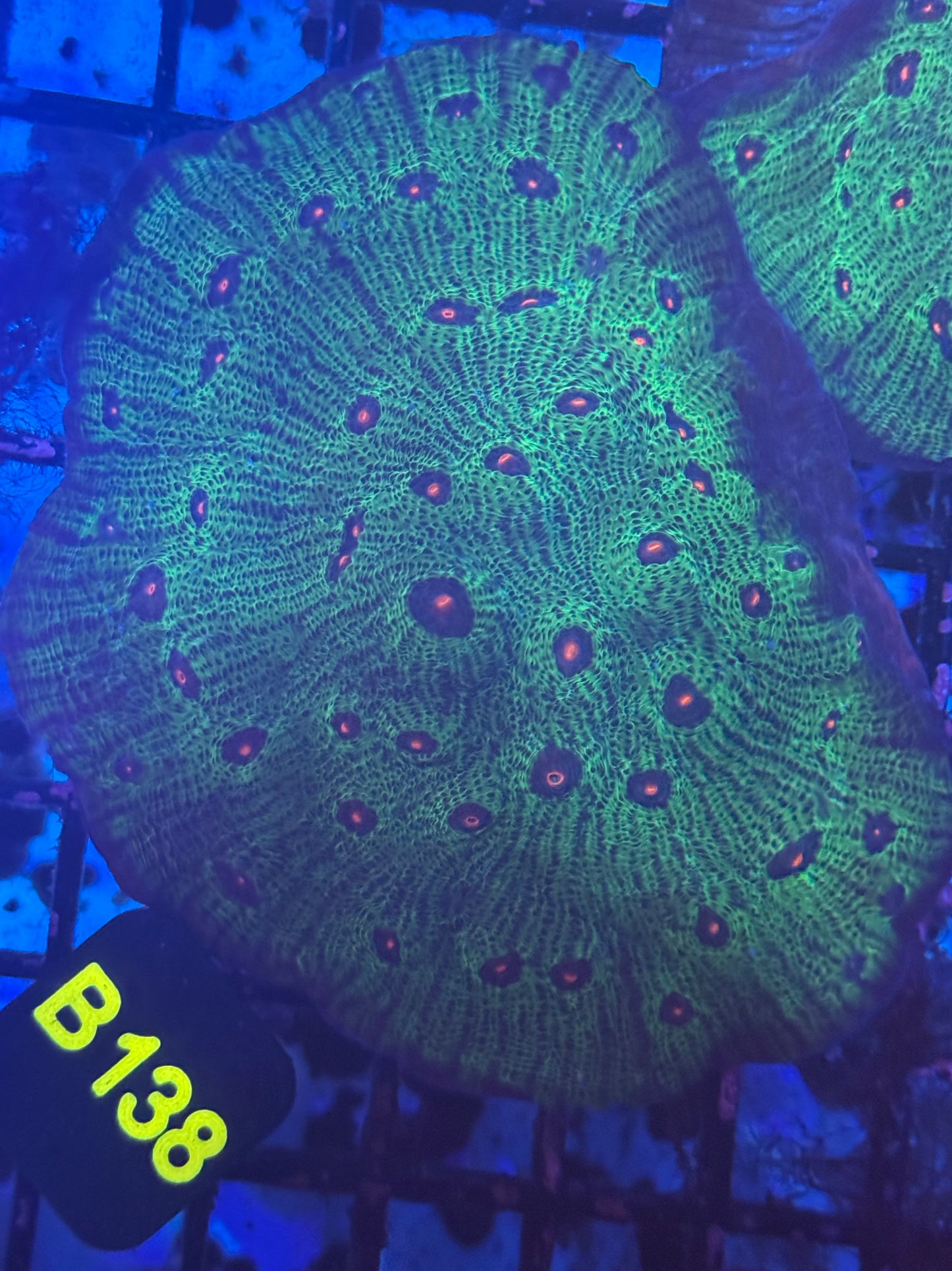 Avatar Chalice colony (B138)