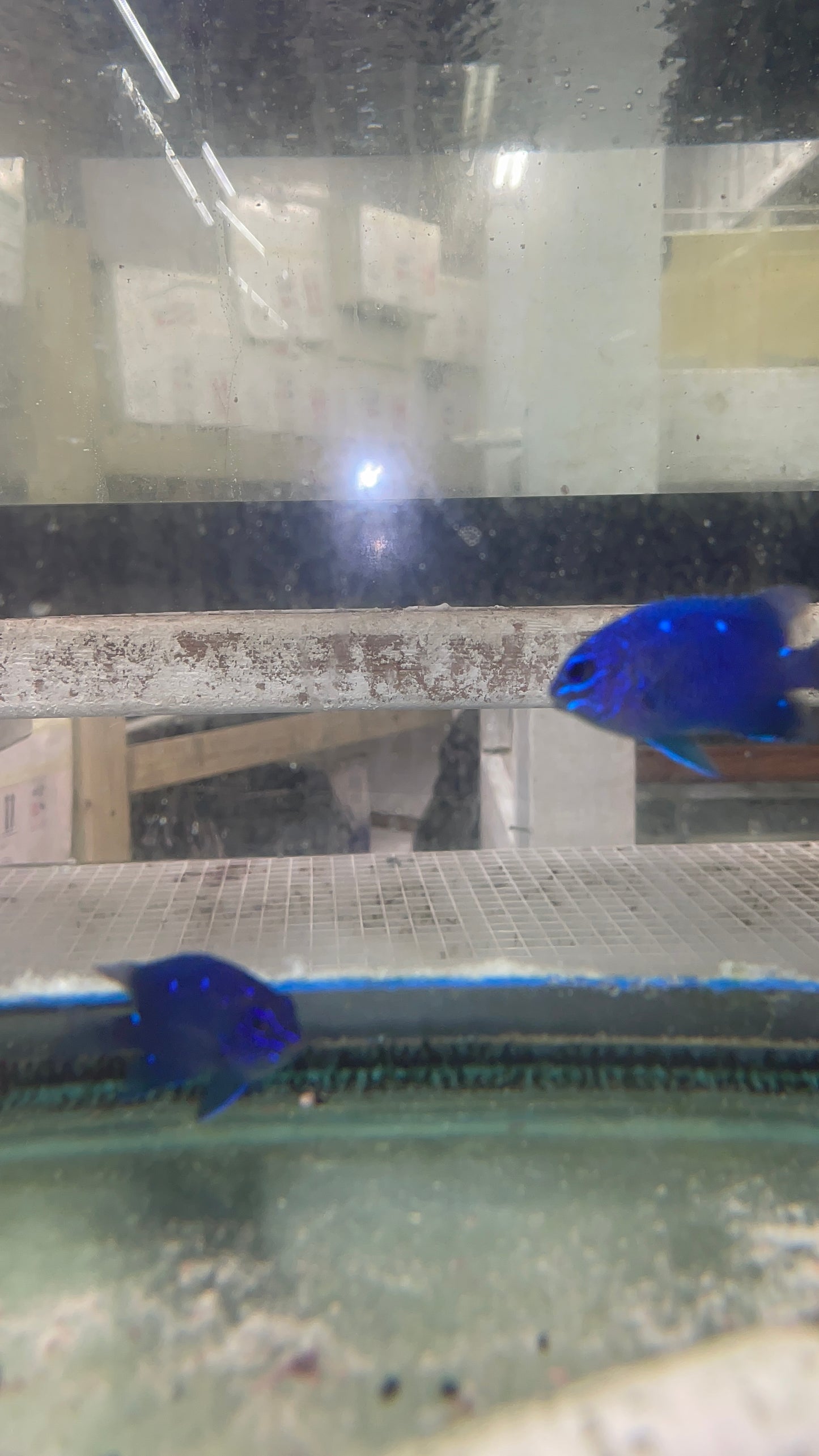 Giant Damselfish | Microspathodon dorsalis (2-3")