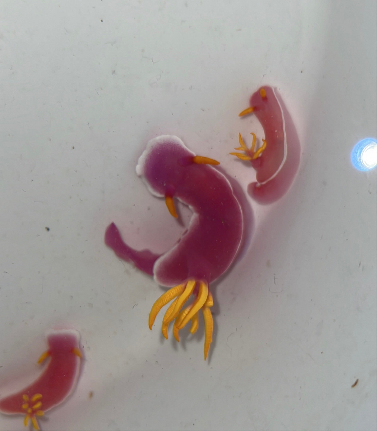 Purple Sea Slug - Hypselodoris bullocki