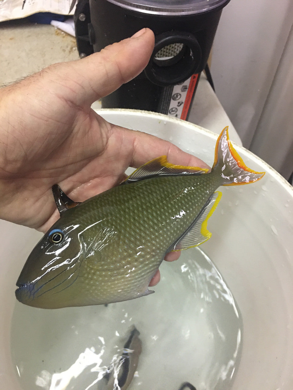 Hybrid Crosshatch/Bluethroat Triggerfish-(6-7")
