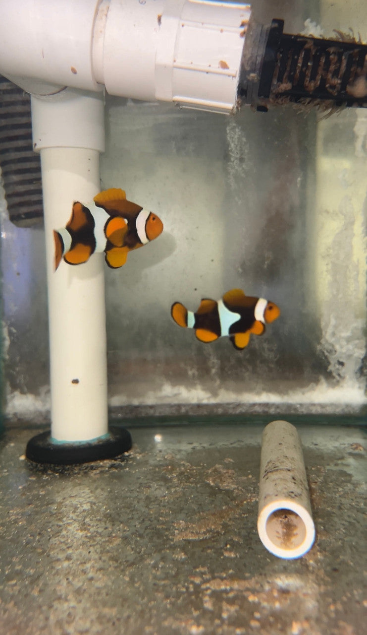 True Percula Clownfish-super black pair (WYSIWYG #2)