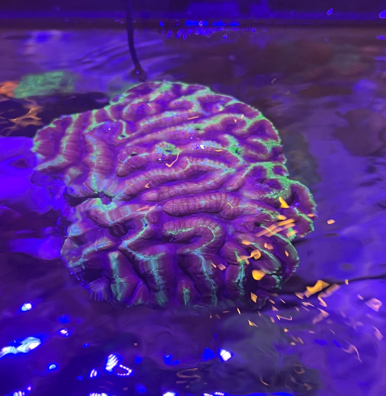The Joker Brain Coral - Approximately 5-6” WYSIWYG