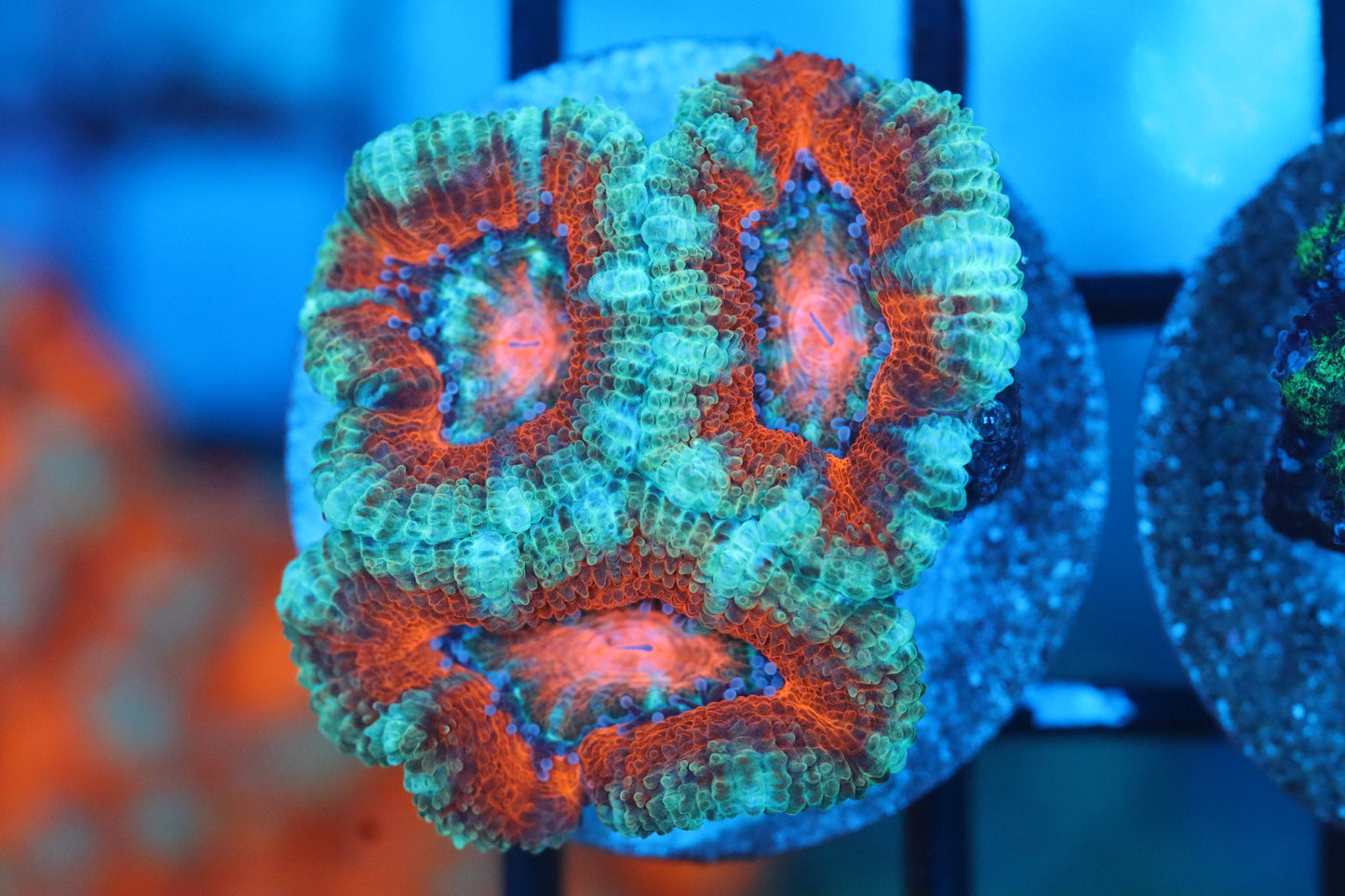 Teal w/ Red Micromussa (B151)
