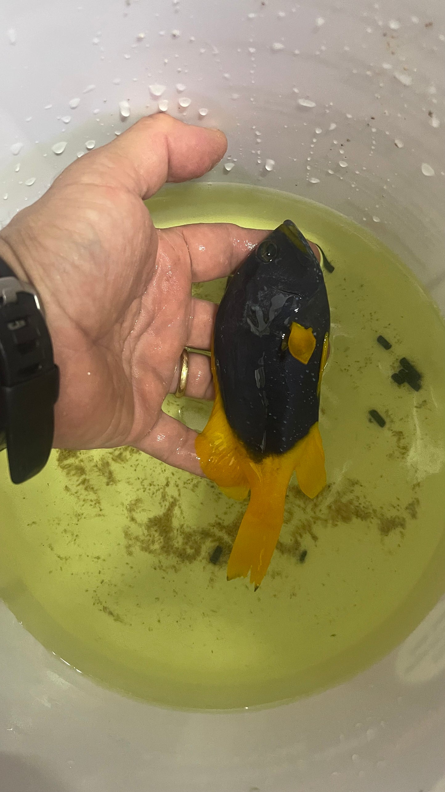 Blue and Yellow(cobalt) Grouper-6-7"