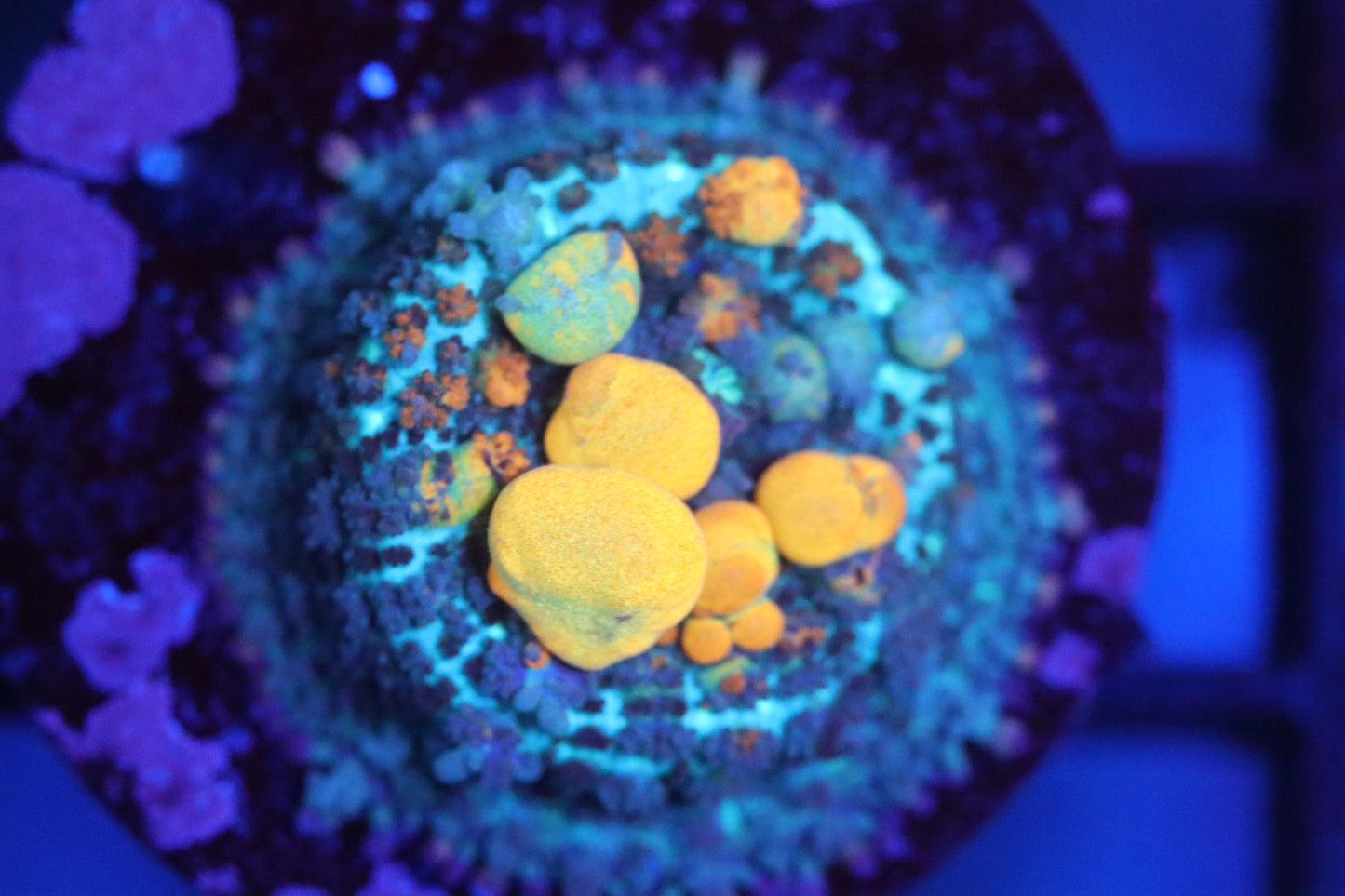 OG Bounce Mushroom 1” (C5)