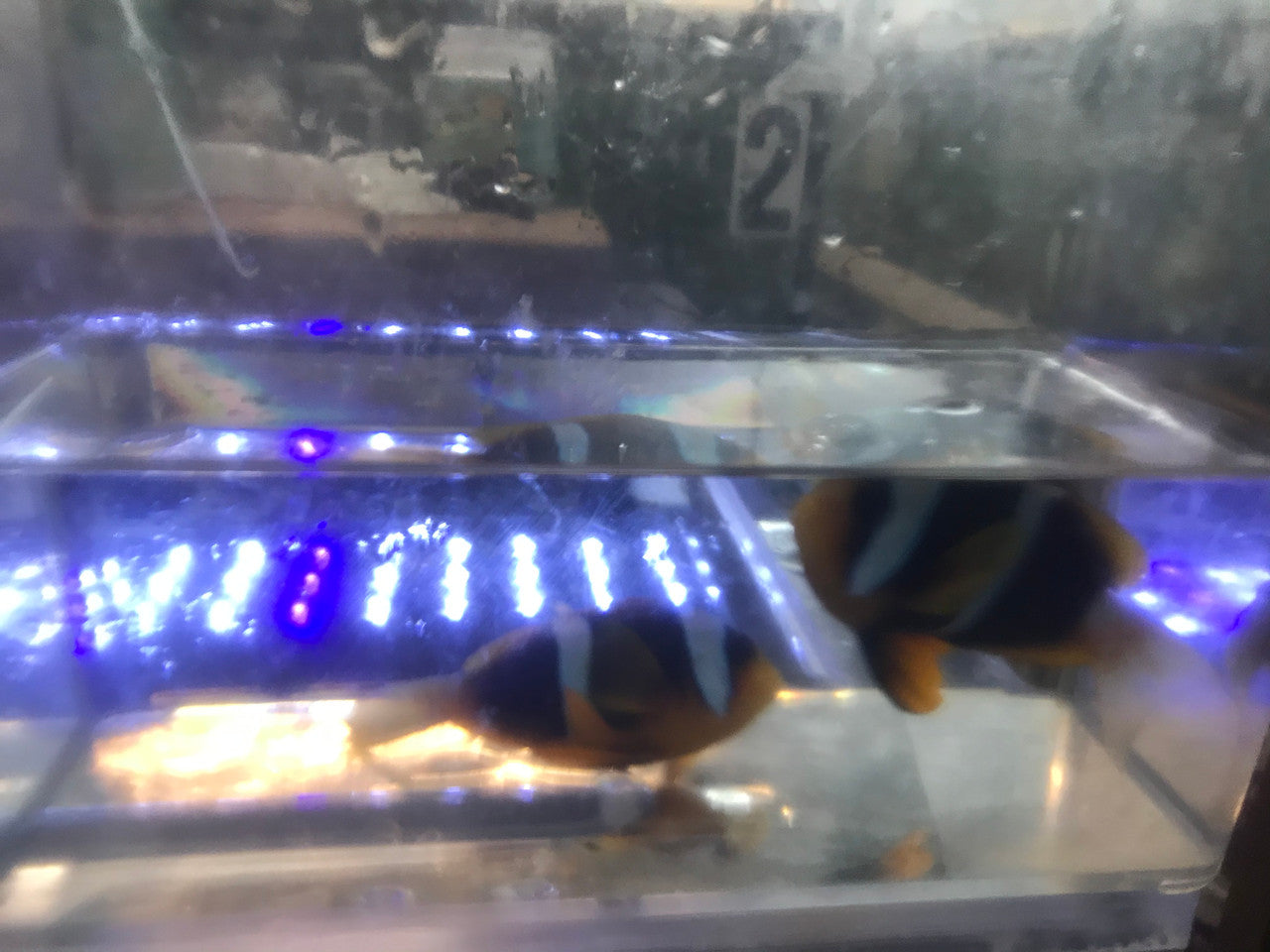 Pair African Chrysogaster Clownfish | Amphiprion Chrysogaster