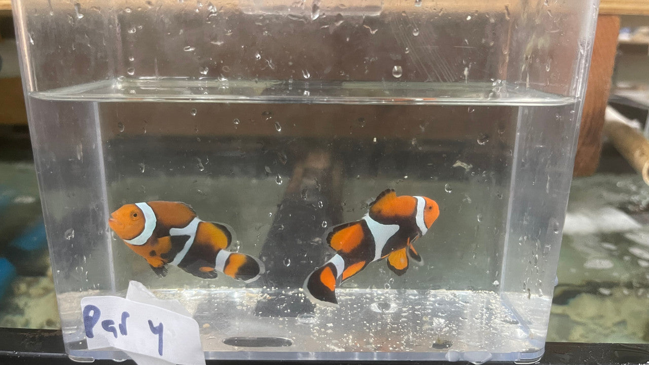 Pair True Percula Clownfish-super black PNG-PAIR 4