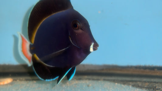 Achilles/Goldrim Hybrid Tang ( 6”)