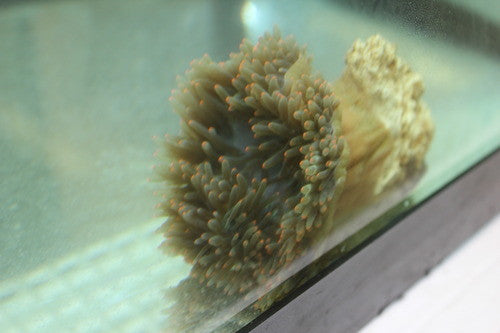 Neon Green Bubble Tip Anemone