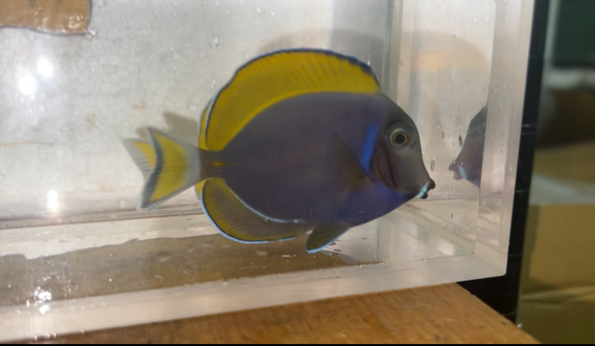 Powder Blue Tang | Acanthurus leucosternon (3” Hybrid/Color Morph)