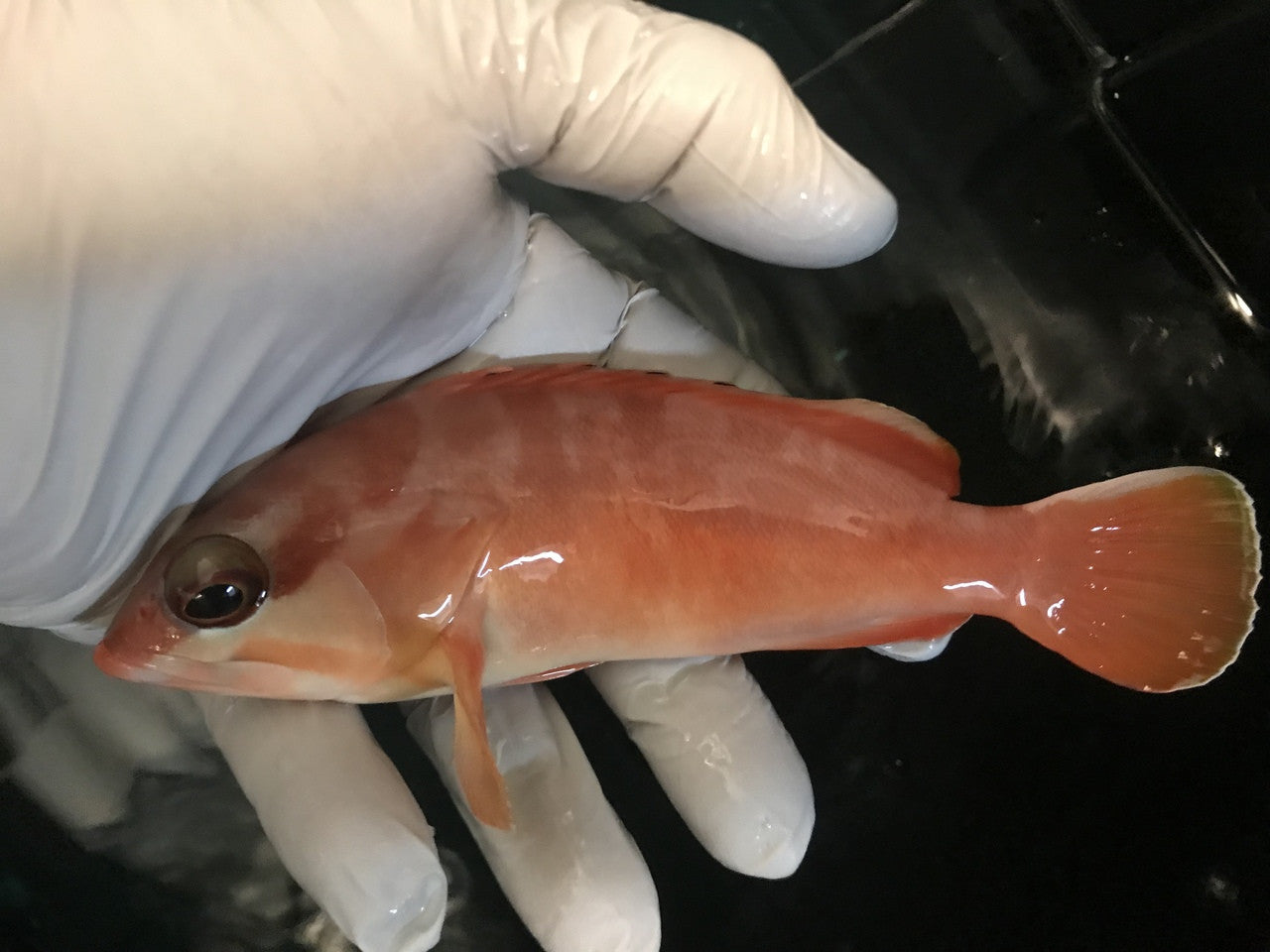 Red Sea Blacktip Grouper | Epinephelus fasciatus (6")