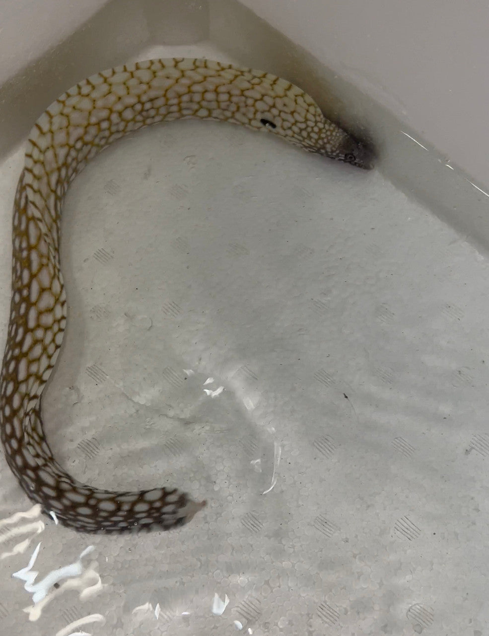 Brazillian Dragon Moray Eel (Muraena Pavonina) 14-16”