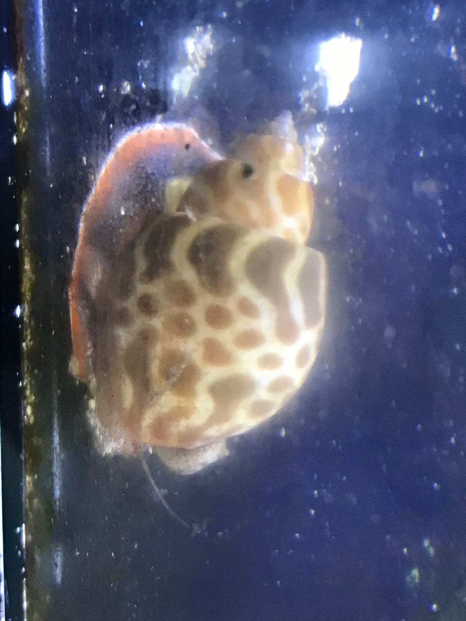 Orange Spotted Tiger Snail | Babylonia lutosa