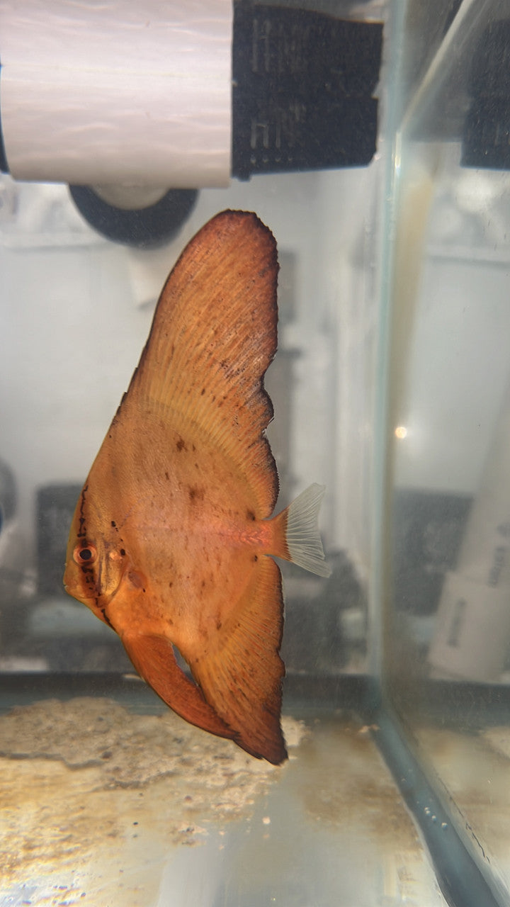 Orbiculate Batfish