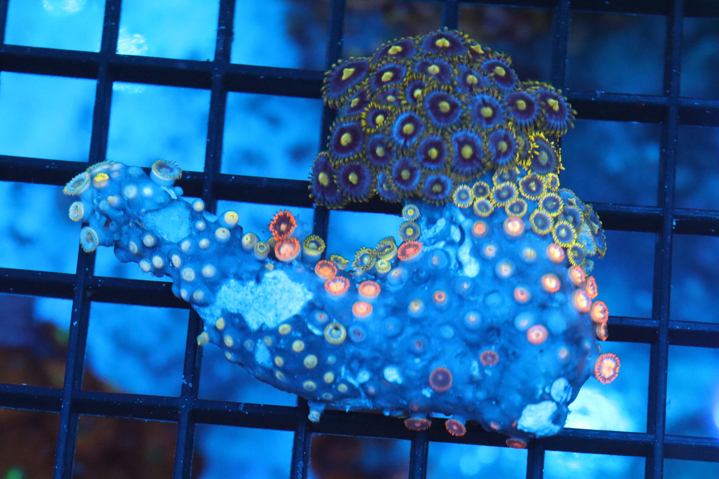 Zoa Colony on Live Rock (C50)