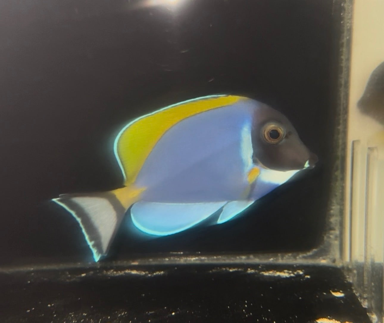 Powder Blue Tang | Acanthurus leucosternon (3.5”) WYSIWYG