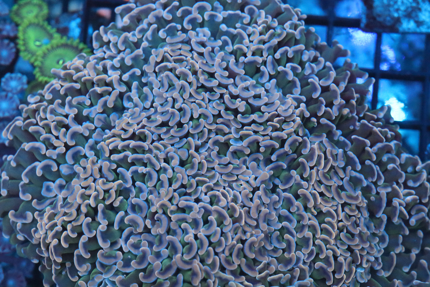 Pink/Green Wall Hammer (C13)