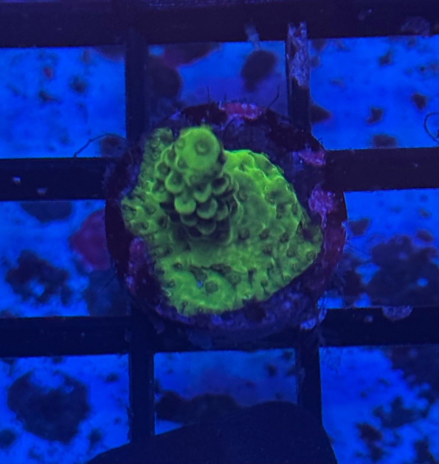 Green Slimmer SPS (B7) WYSIWYG