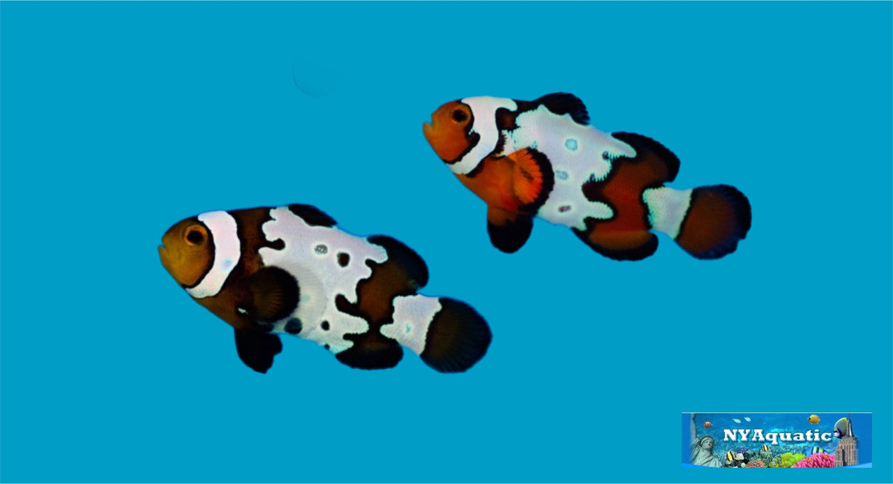 Black Ice Snowflake Clownfish (2-4cm)
