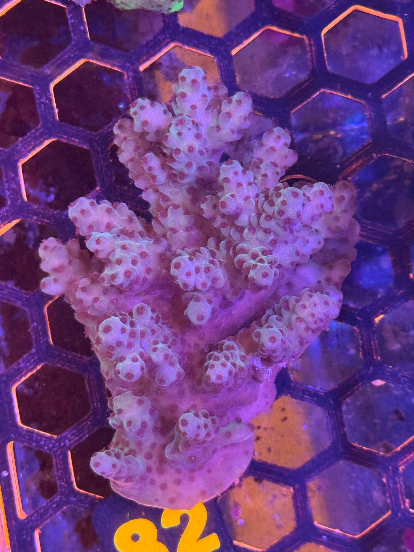 Sps Acropora colony (82)