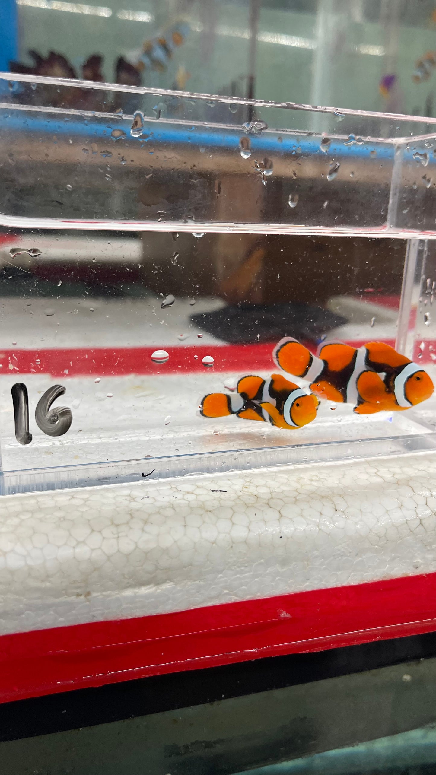 True Percula Clownfish-super black pair (WYSIWYG #16)