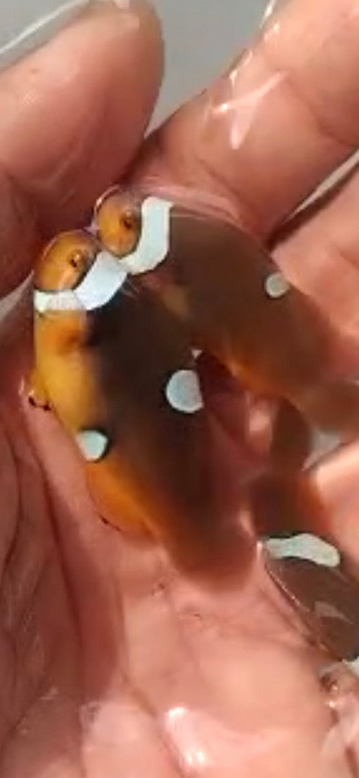 WC Designer Misbar Ocellaris Clownfish