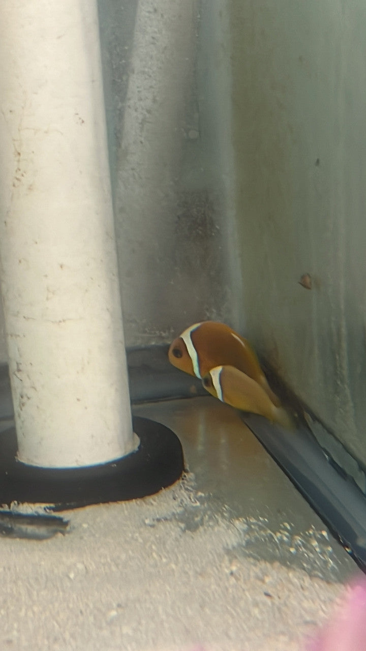 WYSIWYG #1 White Bonnet Clownfish - Amphiprion leucokranos-Wild Caught Pair