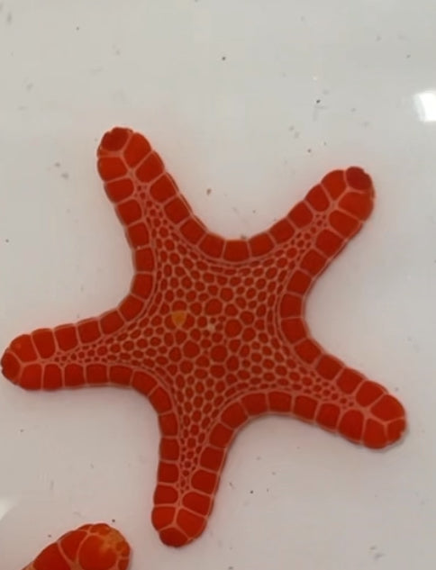 Australian Buscuit Starfish | Tosia queenslandensis