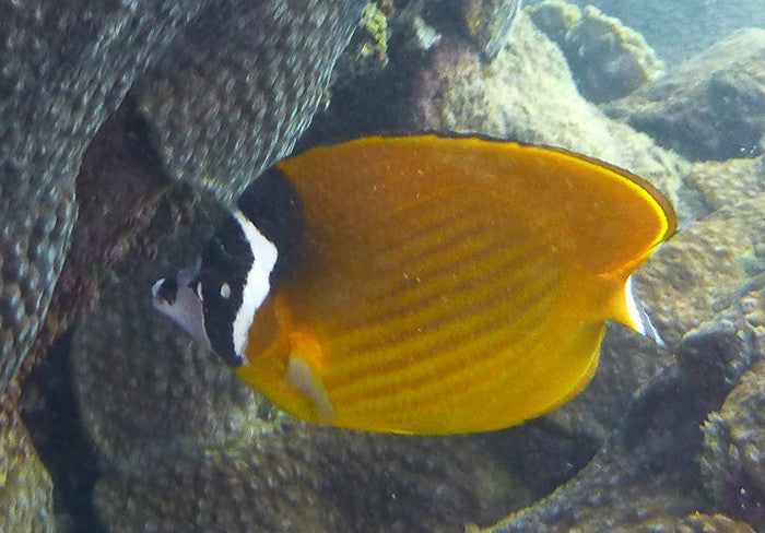 Wiebeli Butterfly | Chaetodon wiebeli (6")