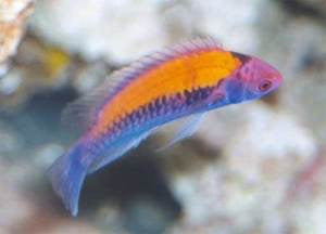 Yellow Back Fairy Wrasse