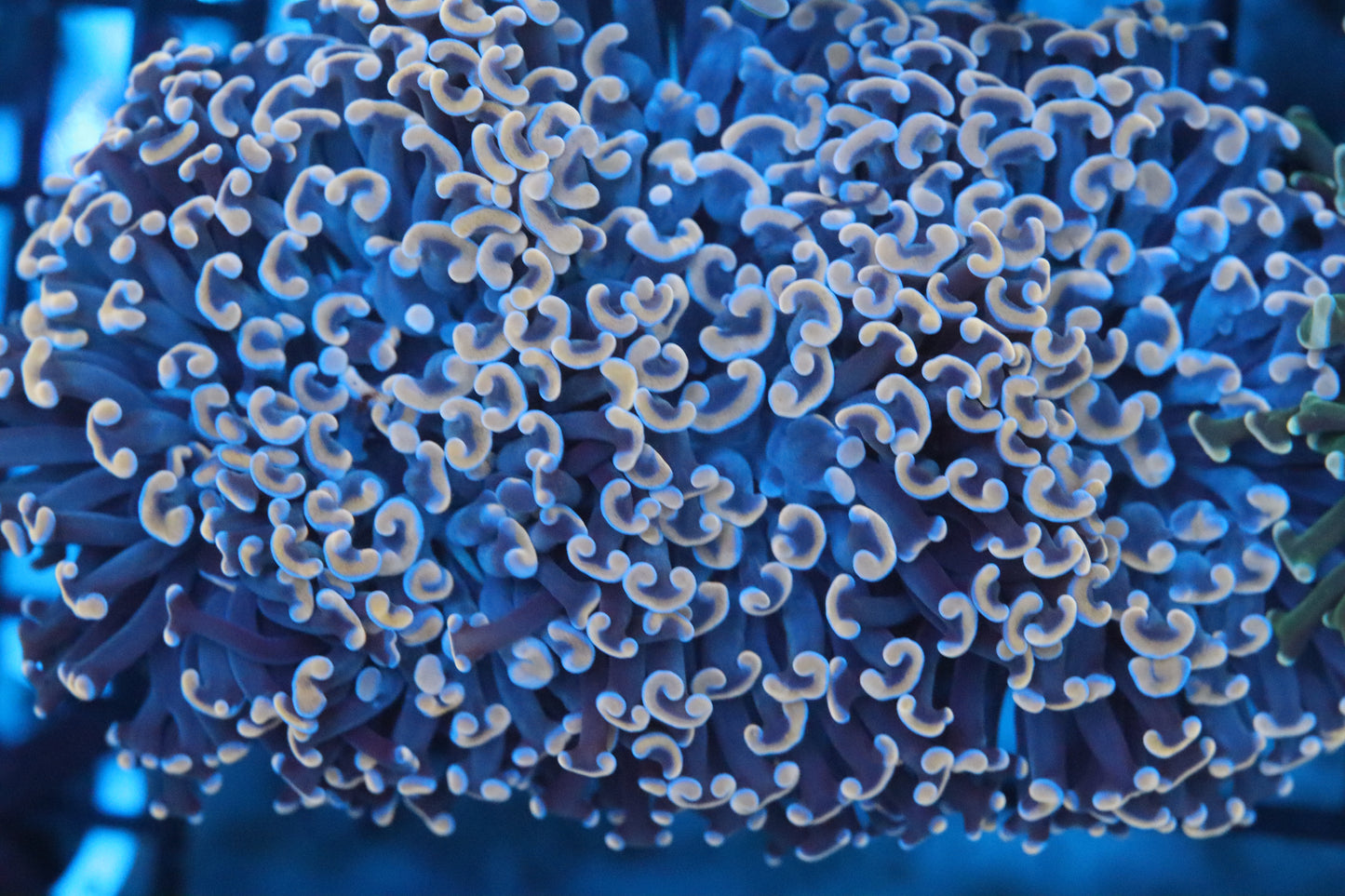 Pink Wall Hammer (C12)