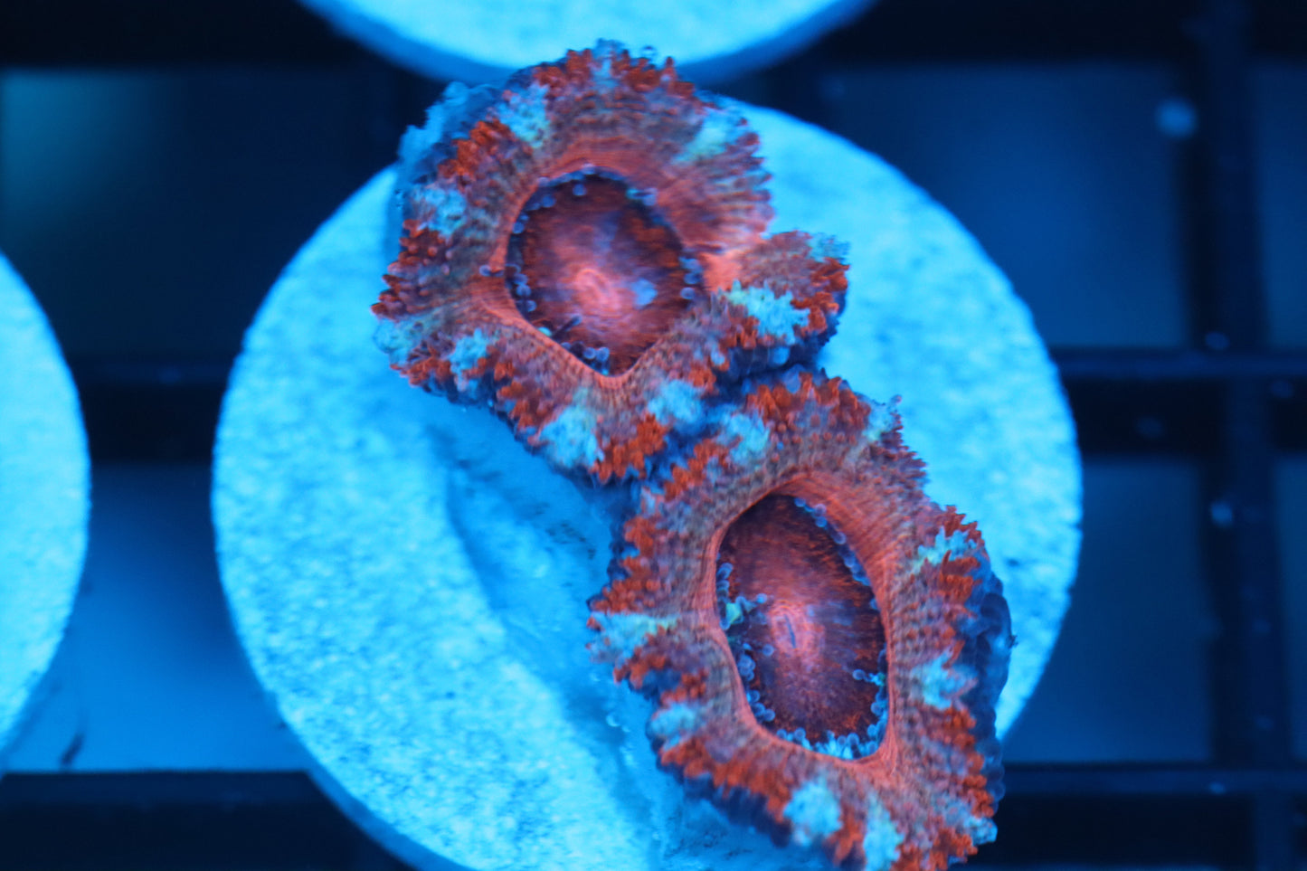 Red Micromussa (B157)