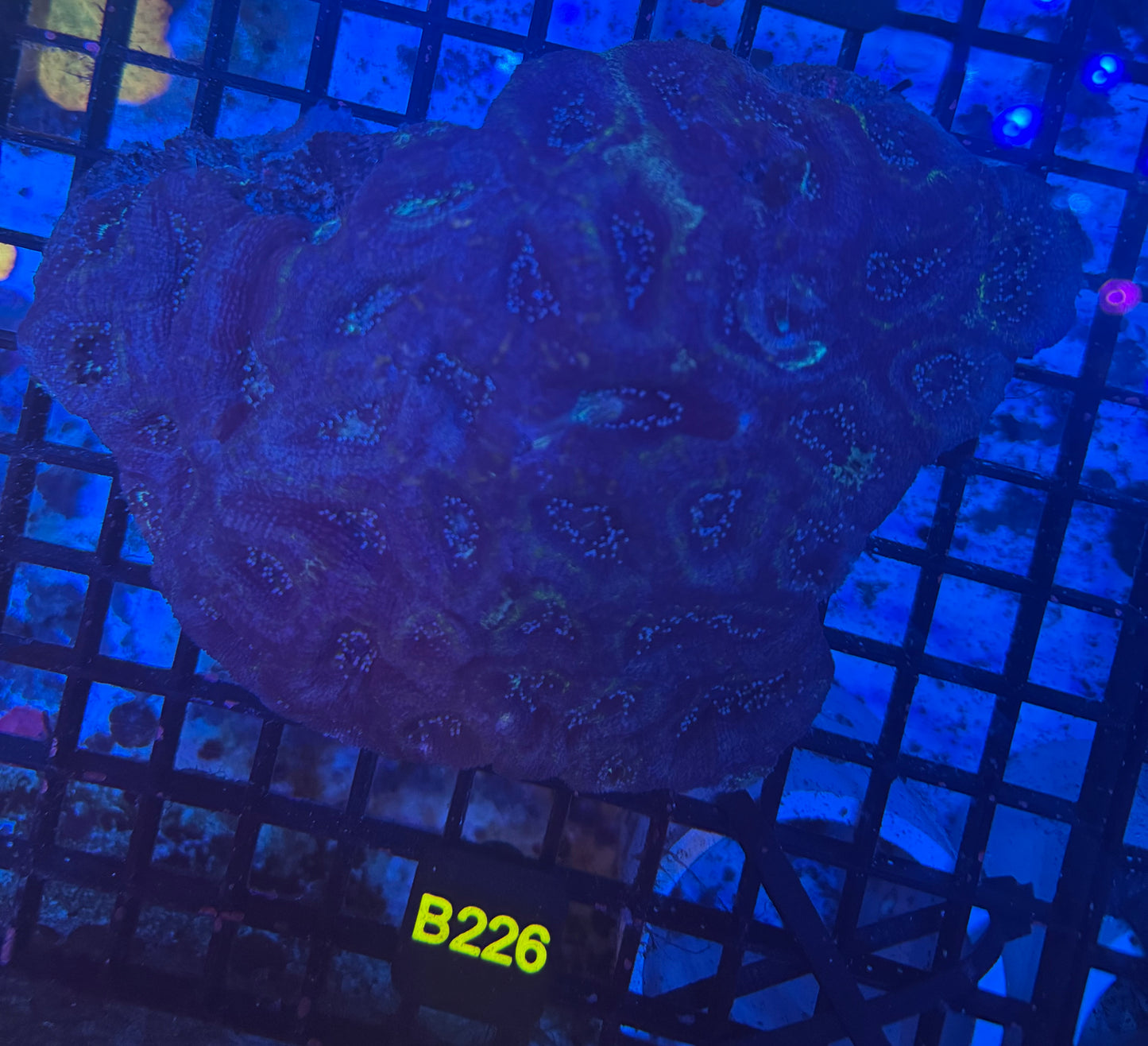 Blue and Gold (B226) WYSIWYG