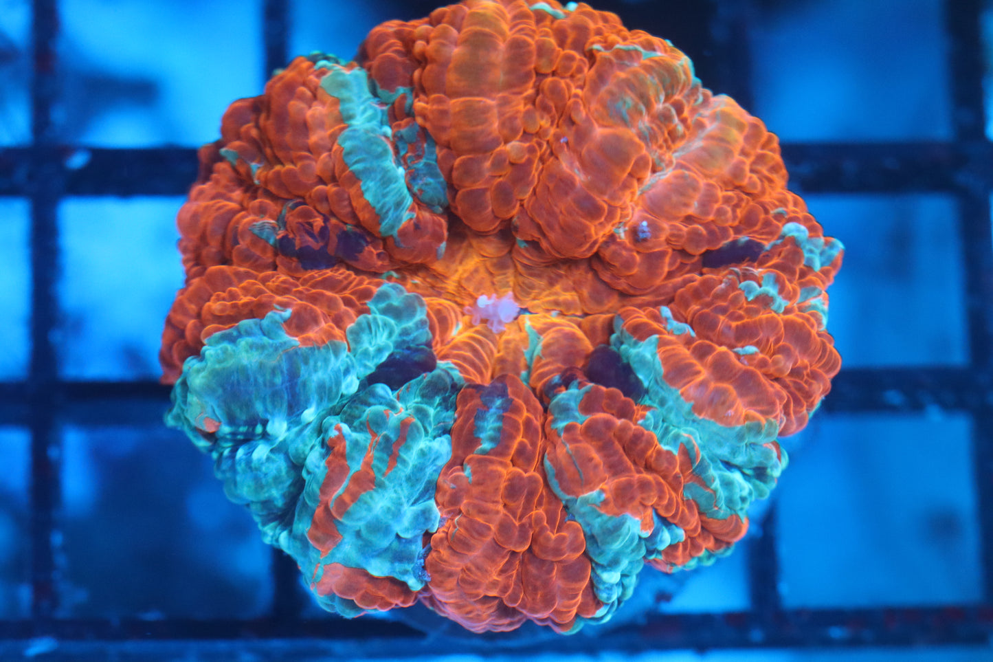 Orange Splatter Acantho (D118)